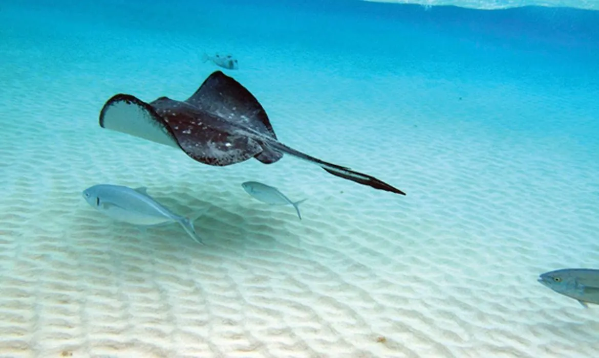 Stingray City & Sandbar