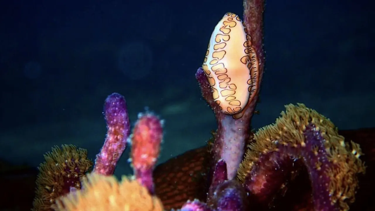 Bioluminescent Bay